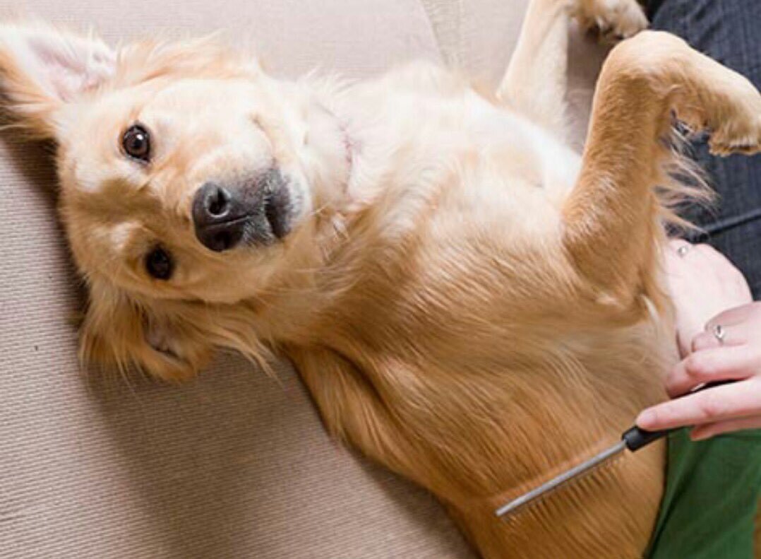 Pourquoi mon chien perd ses poils en touffes ? - Fiche pratique sur ...